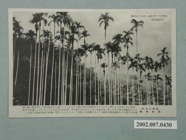 臺灣風情檳榔林 (共2張)