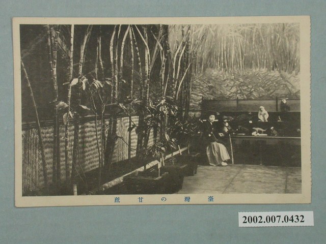 臺灣甘蔗 (共2張)