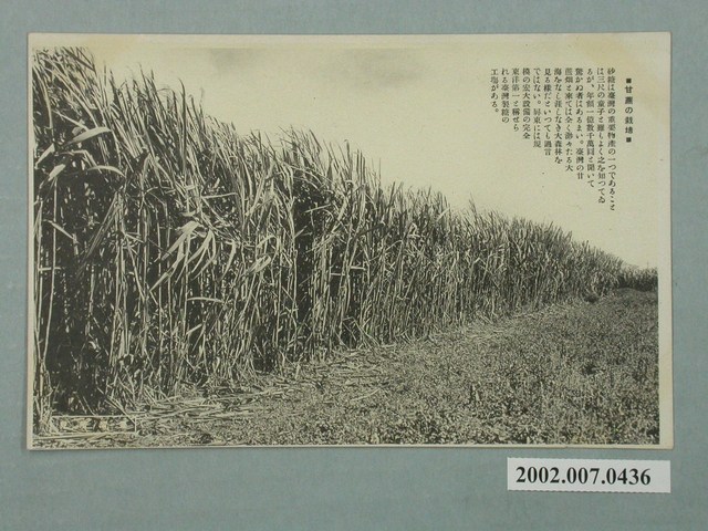 甘蔗種植處 (共2張)