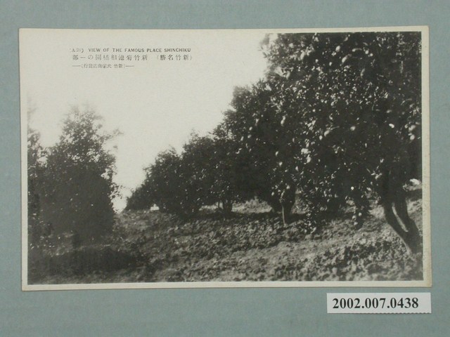 新竹犬塚商店發行新竹菊池相橘園 (共2張)