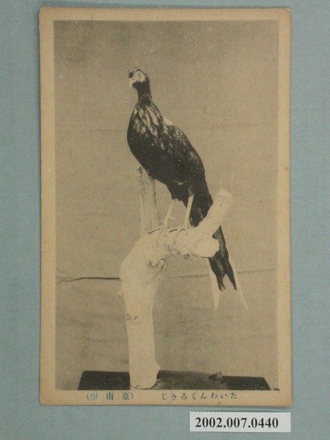 臺南州臺灣帝雉 (共2張)