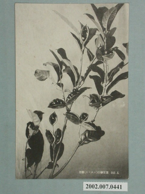 臺灣萍婆 (共3張)