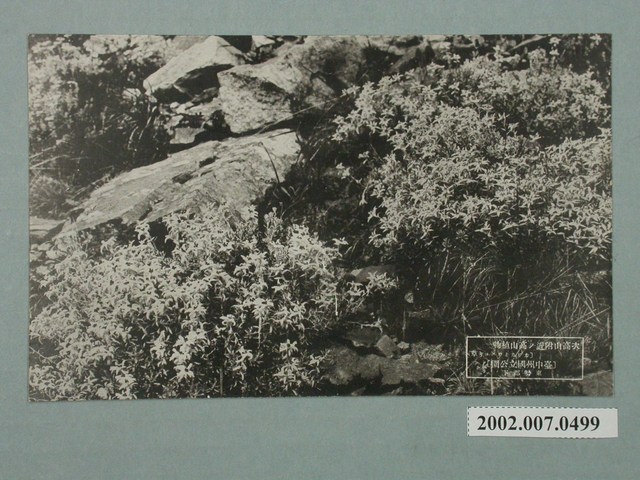 次高山附近的高山植物 (共2張)