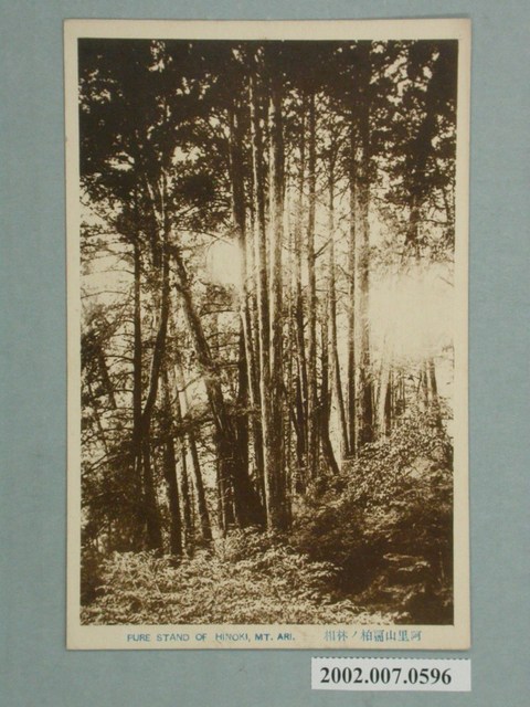 阿里山扁柏林相 (共2張)