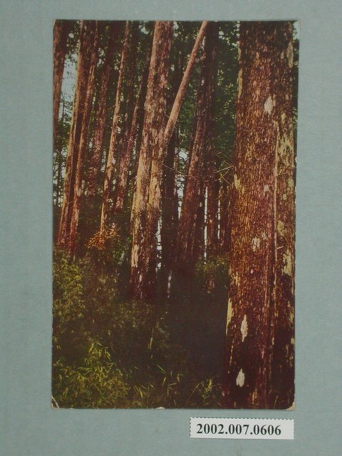 檜木密林 (共2張)