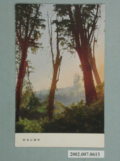 阿里山森林 (共2張)