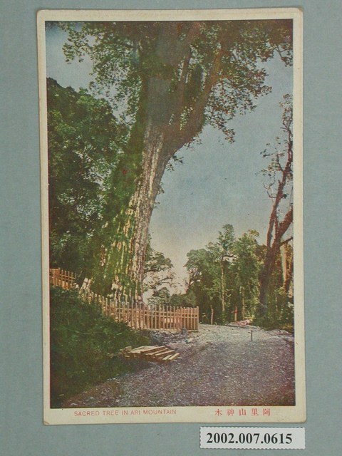 阿里山神木 (共2張)