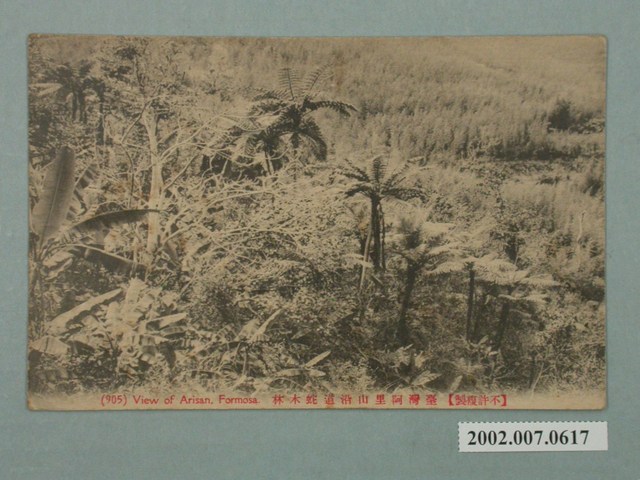 臺灣阿里山沿路蛇木林 (共2張)