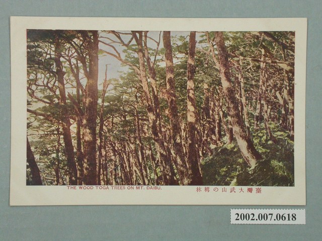 臺灣大武山的鐵杉林 (共2張)