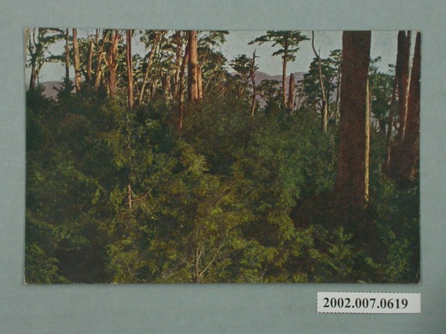 （臺灣八仙山）紅檜天然更新地 (共2張)