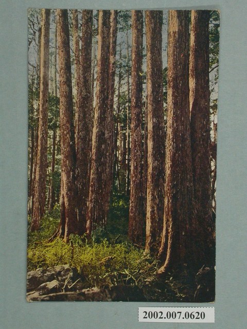 （臺灣八仙山）扁柏林相 (共2張)