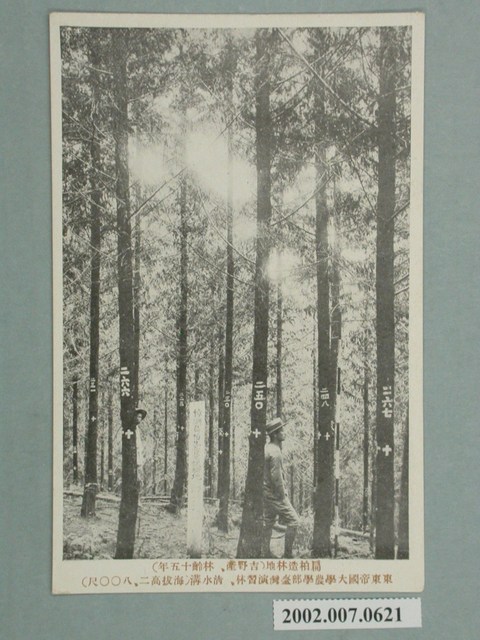 扁柏造林地 (共2張)