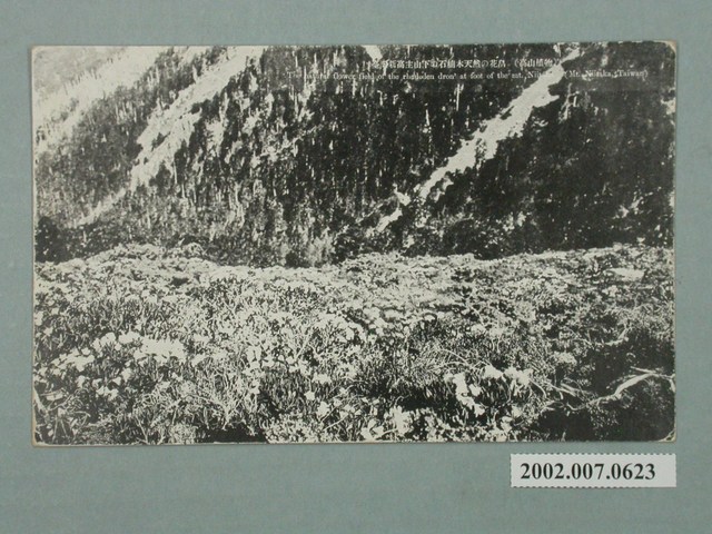 臺灣新高主山下的石楠花海 (共2張)