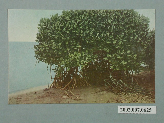 臺北市菊元百貨店發行臺灣紅樹林 (共2張)