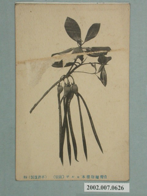 臺灣植物標本紅樹林 (共2張)