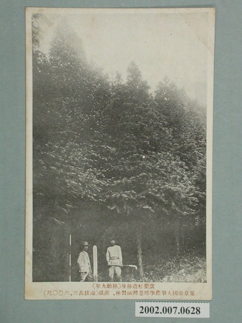 廣葉杉種植園區 (共4張)