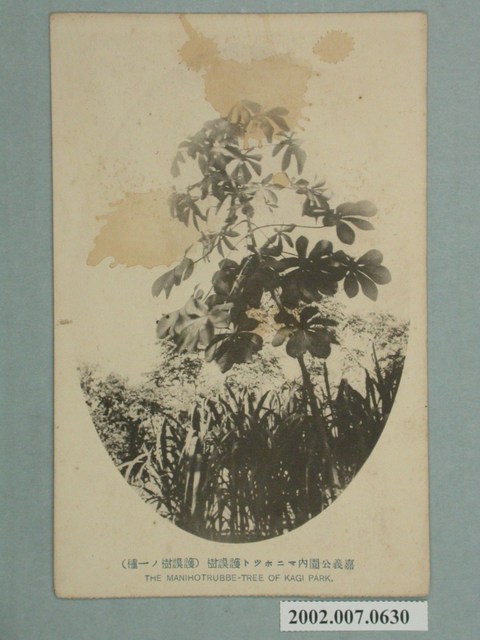 小川一真印行嘉義公園內木薯護謨樹 (共2張)