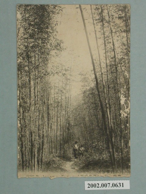 竹林 (共4張)