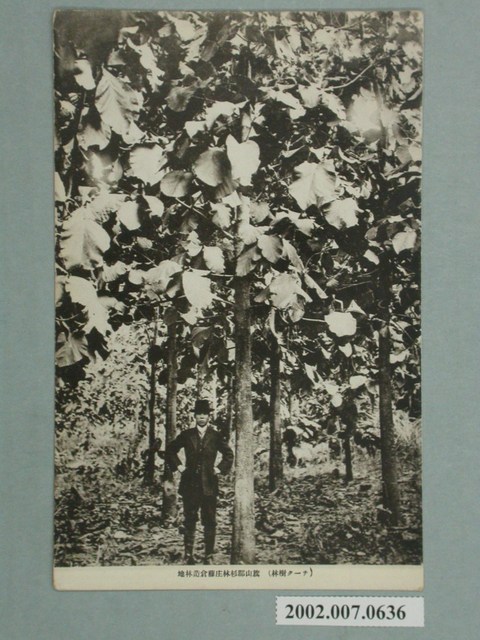 旗山郡杉林庄藤倉柚木造林地 (共2張)