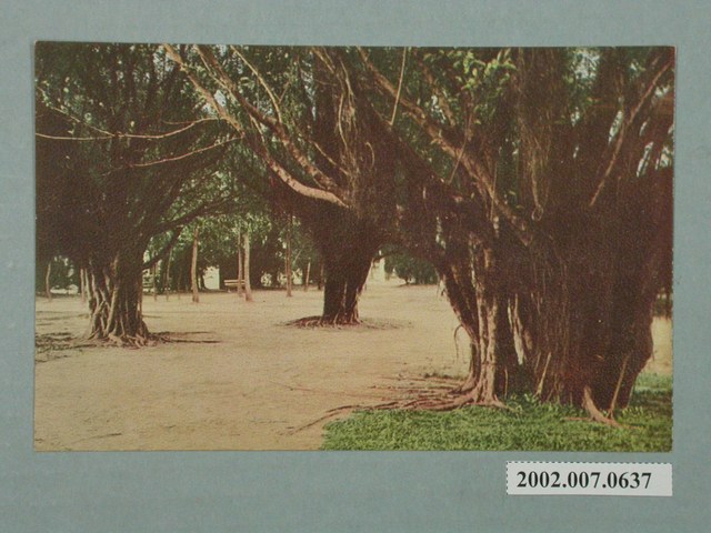 臺北市菊元百貨店發行榕樹 (共2張)