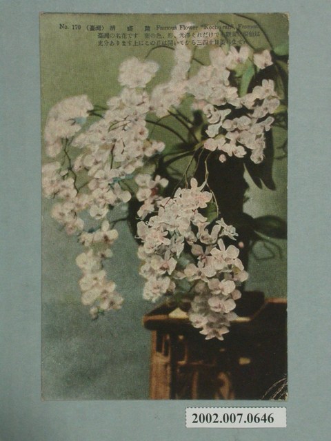 臺北生蕃屋本店印行臺灣胡蝶蘭 (共2張)