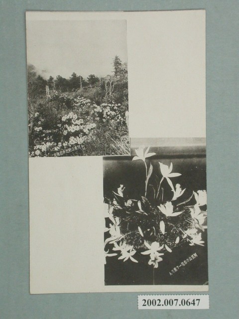 阿里山附近石楠花與阿里山名花一葉蘭 (共2張)