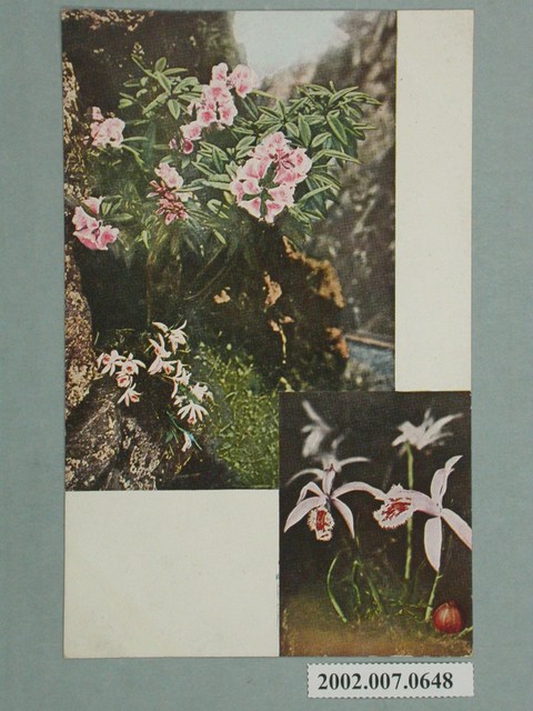 石楠花與一葉蘭 (共2張)