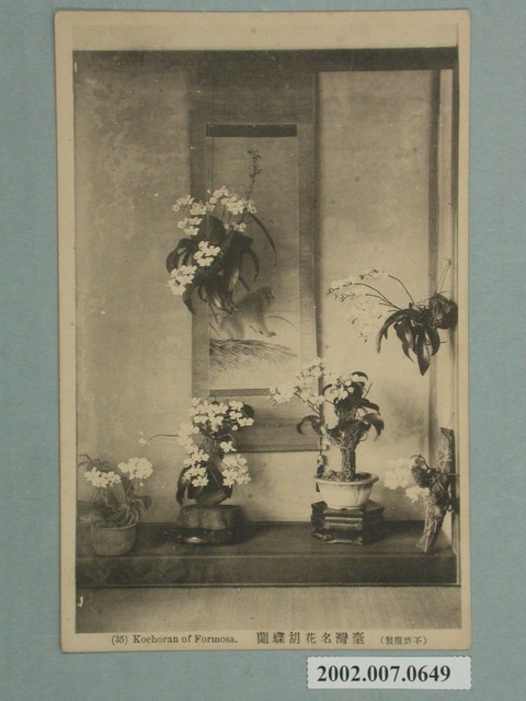 臺灣名花胡蝶蘭 (共2張)