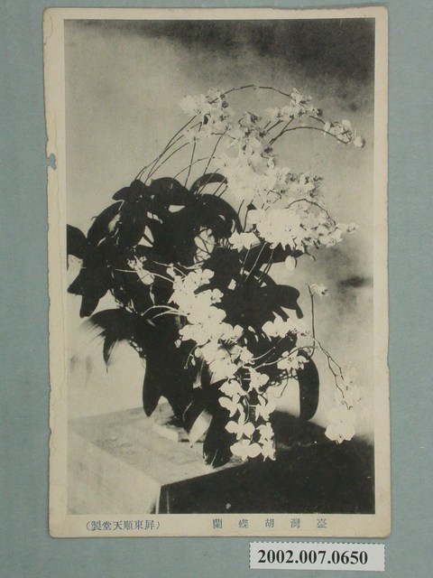 屏東順天堂製臺灣胡蝶蘭 (共2張)