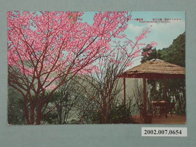 巴達岡的櫻花 (共4張)