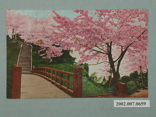 阿里山的櫻花 (共2張)