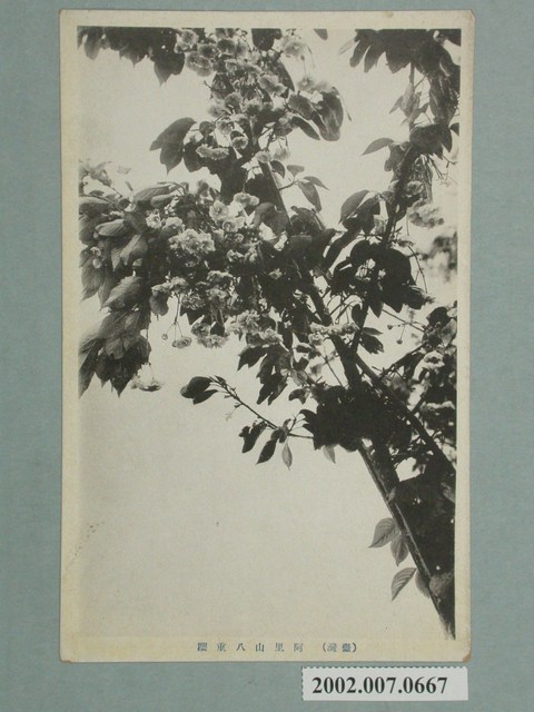 阿里山八重櫻 (共2張)