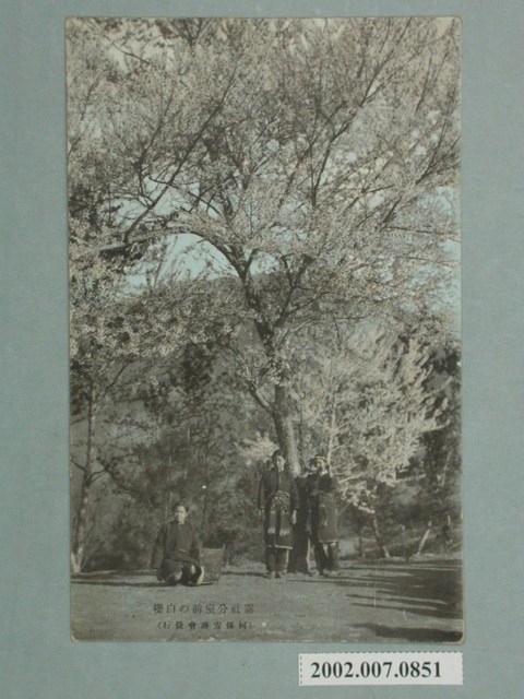 霧社分室前的白櫻 (共2張)