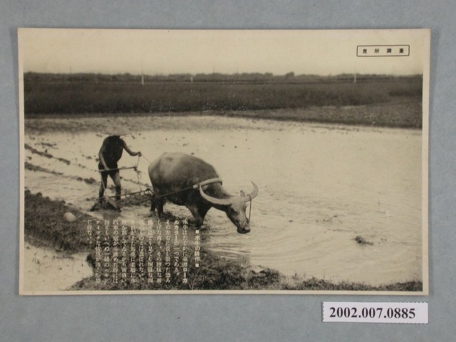 日本和歌山製耕作中的水牛 (共2張)