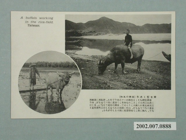 牛背上的孩子與耕作中的水牛 (共2張)