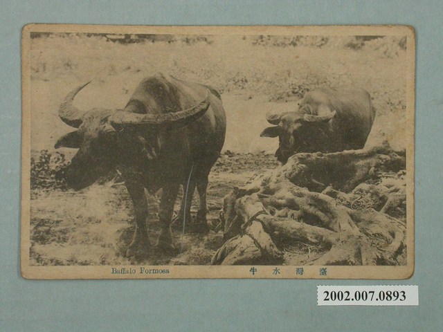 臺灣水牛 (共2張)