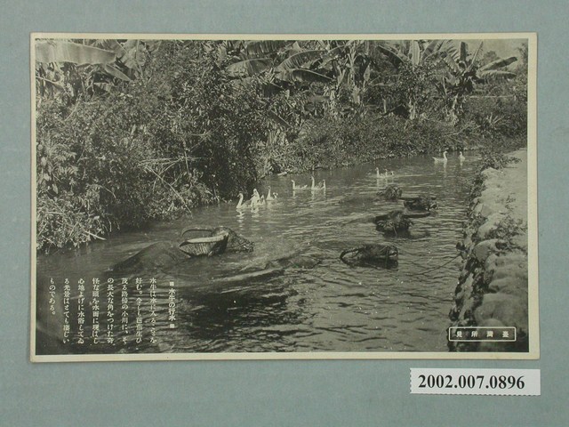 日本和歌山製水中行走的水牛 (共2張)