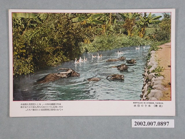 水中行走的水牛 (共2張)