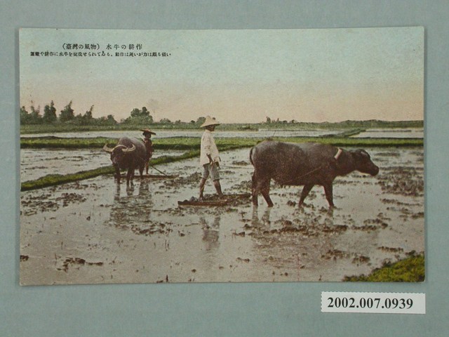 耕作中的臺灣水牛 (共2張)