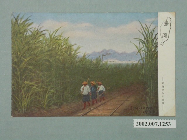 繁茂的甘蔗田 (共4張)