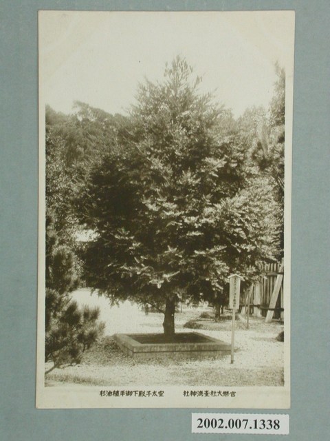 官幣大社臺灣神社皇太子殿下御手植油杉 (共2張)
