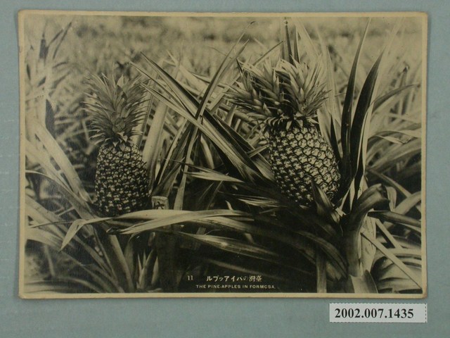 臺灣鳳梨 (共3張)