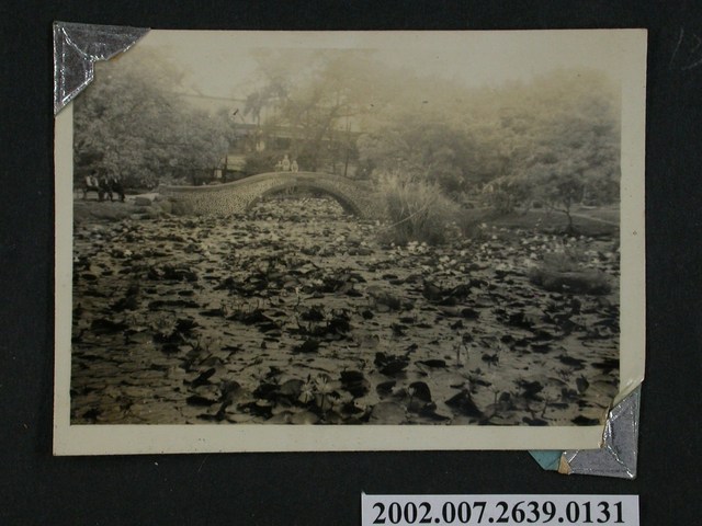 滿池蓮花與石拱橋 (共1張)
