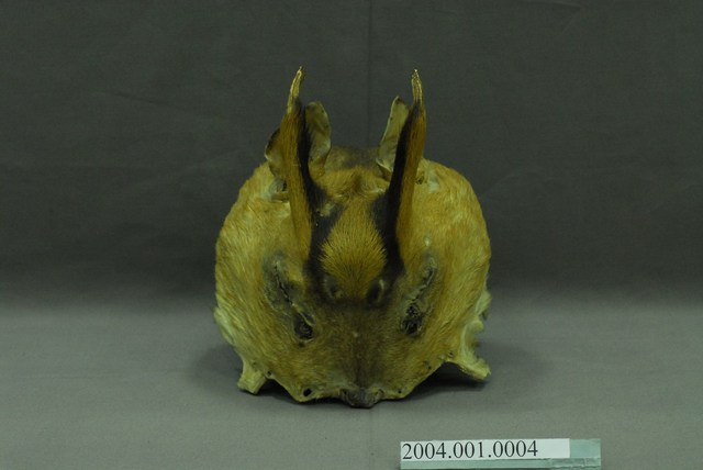 山羌皮童帽 (共14張)