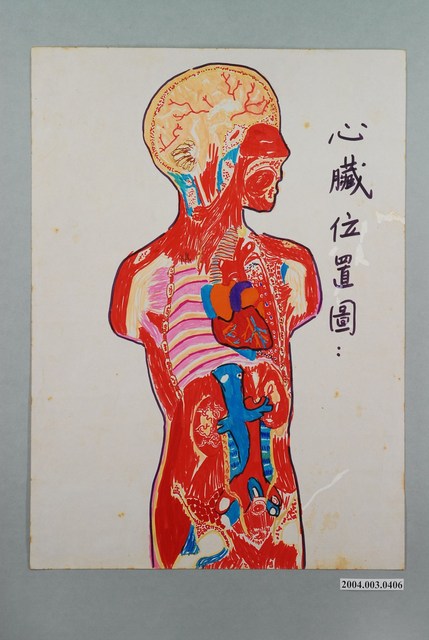 教具圖卡之心臟位置圖 (共1張)