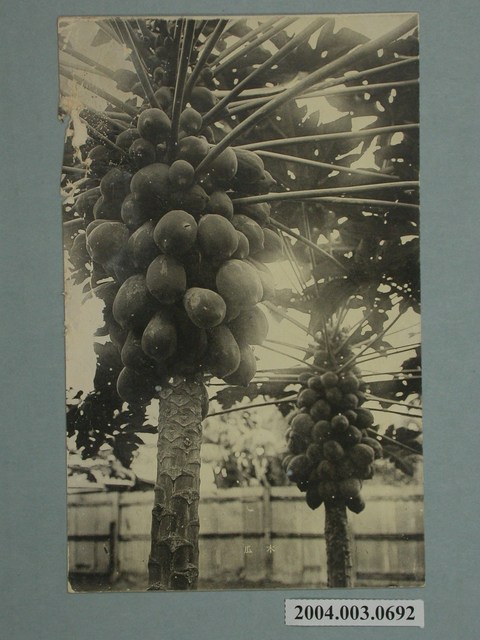 屏東市役所發行木瓜 (共2張)