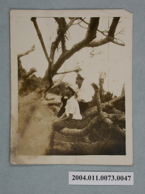 民國38年學生於阿里山樹上合照 (共4張)