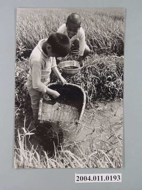 2名男童在水稻田撈物 (共1張)