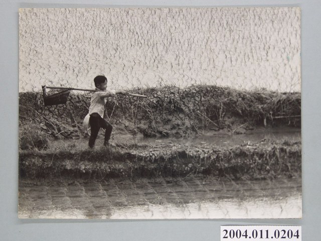 在水稻田間的男孩照 (共1張)