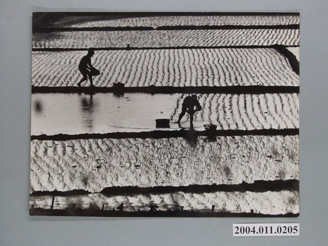 植秧照片 (共1張)